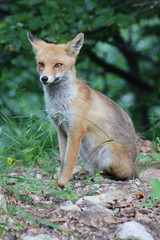 Young red fox in the wood