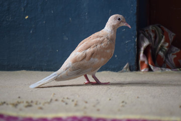 Brown wildlife pigeon close up. domestic animal pet columba in house, beak avian bird wallpaper background