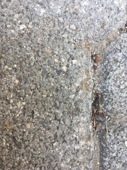 Abstract grungy cement floor texture and wall background for posters and banners