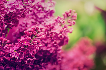 Spring lilac flowers
