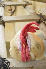 old big red head rooster on wood, white coock pet domestic animal, chicken male portrait farm livestock baluchistan wallpaper background