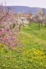 Obraz premium peach flowers in the orchard on sunny day