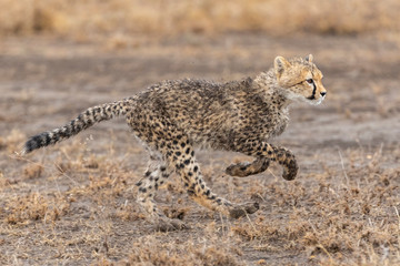 Baby cheetah cub covered in mud running in Ndutu Ngorongoro Tanzania