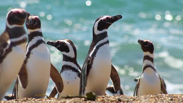 Group of Magellanic penguins on patagonia Argentina. Spheniscus magellanicus