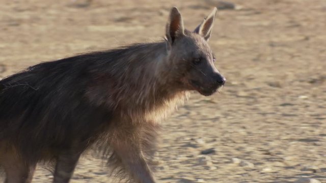 A medium close-up of a Brown Hyena walking while the animal is focused on something in the distance, Kalahari desert.