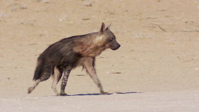 A Brown Hyena walking through the Kalahari desert,