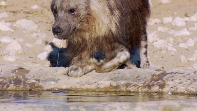 A close-up of a brown hyena drinking at a waterhole in the Kalahari desert.