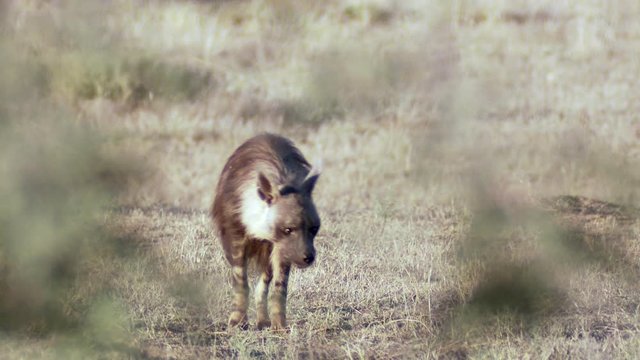A wide shot through blurred leaves of a brown hyena following a scent.