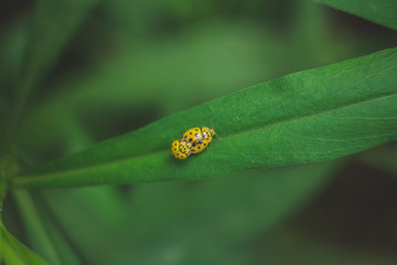 Two yellow lady beetle on a leaf