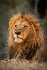 Vertical portrait of beautiful male lion and large mane in Kruger Park South Africa
