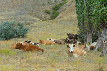 Many different cows grazing under tree in the field. Summer landscape, selective focus.