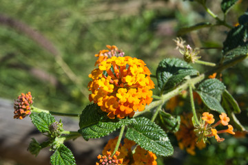 Flowers in the nature. Flores en la naturaleza.