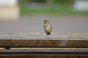 sparrow sitting on a wooden bench, blurred background 