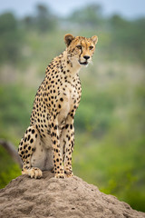 Vertical portrait of beautiful alert cheetah sitting on termite mound in Kruger Park South Africa