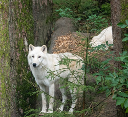 Obraz premium Zwei weiße Wölfe im Tierpark im Wald