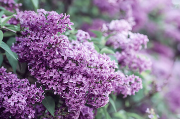Spring lilac flowers