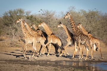 Tower of giraffe running with birds spooked flying off in Kruger Park South Africa
