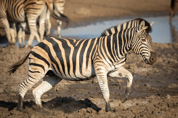 Obraz na płótnie Canvas Side on of full body adult male zebra running through muddy river in Kruger Park South Africa