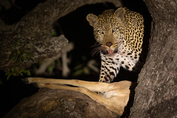 Leopard head on in tree with its impala kill at night in the dark in Kruger Park South Africa