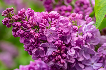Spring lilac flowers