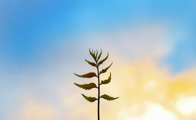 Green leaves isolated on sky background for wallpaper.