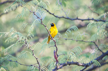 Yellow-masked weaver in a tree