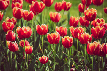 Orange tulip flowers