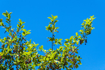 Black mountain ash bush against the sky is used in folk medicine to lower blood pressure