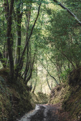 kings wood near pentewan in cornwall uk 