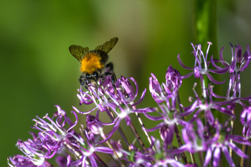 Tree Bumble Bee on a mauve allium