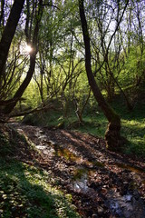 small river through the forest with sunbeams in spring season