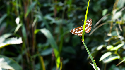 Brown butterfly with white strip on the grass leaf