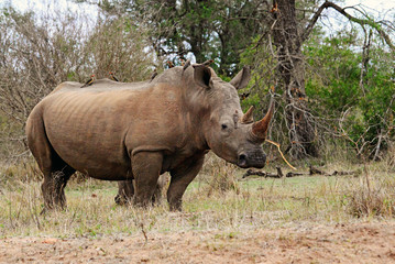 Obraz premium Nashorn im Krüger-Nationalpark in Südafrika 