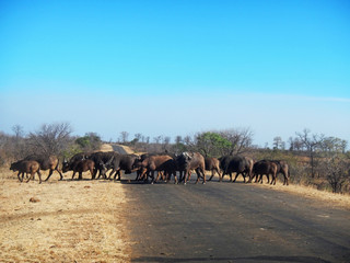 Naklejka premium Büffelherde im Krüger Nationalpark in Südafrika