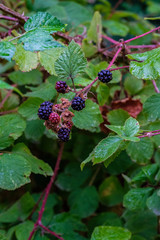 Summer Foliage and Berries in August 2020