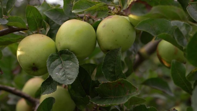 Three ripe apples growing on a tree branch close up shot