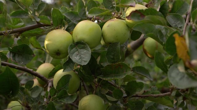 Bunch of apples growing on a tree branch medium shot