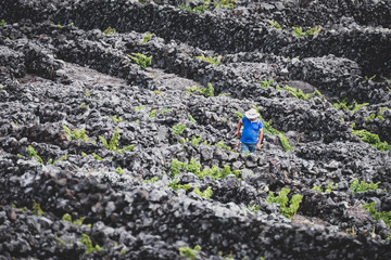 Weinbauer auf Pico