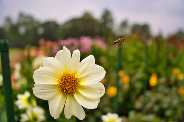 Eine weiße Dahlie mit einer davon fliegenden Hummel
