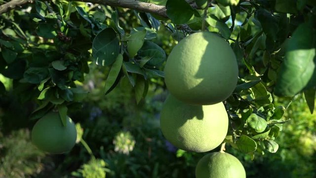 Pomelo orchard in close-up video