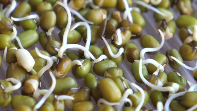 Sprouted mung beans in bowl. Vegan and healthy food