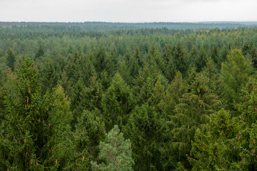 Landschaft in Norddeutschland, Wald soweit das Auge reicht