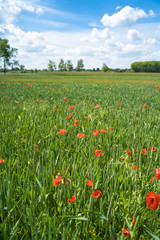 Red, common, field poppy (Papaver rhoeas) flowers on spring meadow. Poppies are herbaceous plants, notable as an agricultural weed. After World War I as a symbol of dead soldiers. Also call corn poppy