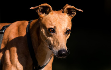redhead dog looking greyhound breed