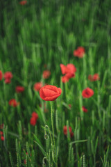 Red, common, field poppy (Papaver rhoeas) flowers on spring meadow. Poppies are herbaceous plants, notable as an agricultural weed. After World War I as a symbol of dead soldiers. Also call corn poppy