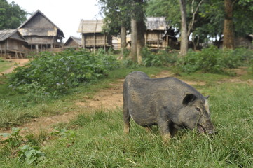 A domestic pig in a mountain village in Laos