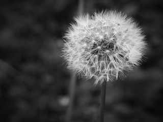 Pusteblume