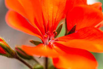 Red pelargonium cucullatum (wild malva)