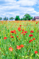 Red, common, field poppy (Papaver rhoeas) flowers on spring meadow. Poppies are herbaceous plants, notable as an agricultural weed. After World War I as a symbol of dead soldiers. Also call corn poppy