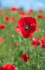 Red, common, field poppy (Papaver rhoeas) flowers on spring meadow. Poppies are herbaceous plants, notable as an agricultural weed. After World War I as a symbol of dead soldiers. Also call corn poppy
